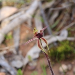 Caladenia actensis (Canberra Spider Orchid) at Mount Majura - 27 Sep 2016 by petersan