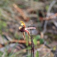 Caladenia actensis (Canberra Spider Orchid) at Mount Majura - 27 Sep 2016 by petersan