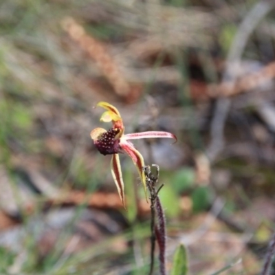 Caladenia actensis (Canberra Spider Orchid) by petersan