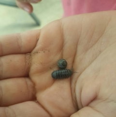 Armadillidium vulgare (Slater bug, woodlouse, pill bug, roley poley) at QPRC LGA - 27 Sep 2016 by Speedsta