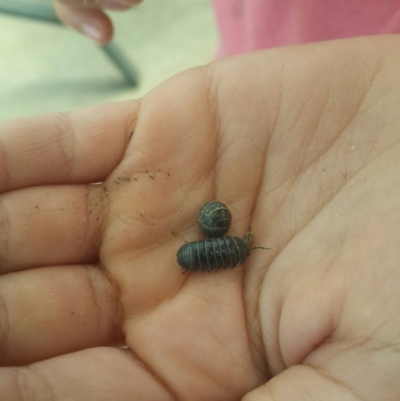 Armadillidium vulgare (Slater bug, woodlouse, pill bug, roley poley) at Queanbeyan West, NSW - 27 Sep 2016 by Speedsta