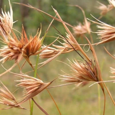 Themeda triandra (Kangaroo Grass) at Kambah, ACT - 19 Feb 2011 by MatthewFrawley