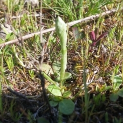 Hymenochilus sp. (A Greenhood Orchid) at Mount Majura - 28 Sep 2016 by NickWilson