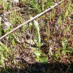 Hymenochilus sp. at Majura, ACT - 28 Sep 2016