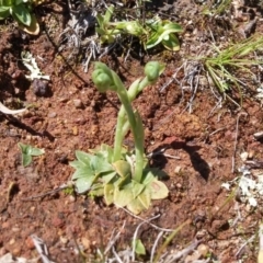 Hymenochilus sp. at Majura, ACT - 28 Sep 2016