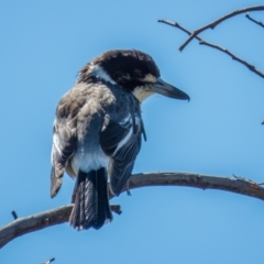 Cracticus torquatus (Grey Butcherbird) at Mulligans Flat - 28 Sep 2016 by CedricBear