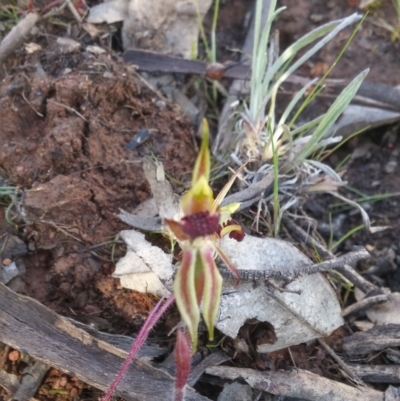 Caladenia actensis (Canberra Spider Orchid) at Mount Majura - 27 Sep 2016 by NickWilson