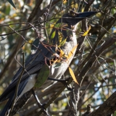 Strepera versicolor (Grey Currawong) at Mulligans Flat - 27 Sep 2016 by CedricBear