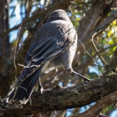 Strepera versicolor at Forde, ACT - 28 Sep 2016