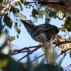 Anthochaera carunculata (Red Wattlebird) at Gungahlin, ACT - 28 Sep 2016 by CedricBear