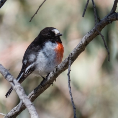 Petroica boodang (Scarlet Robin) at Mulligans Flat - 28 Sep 2016 by CedricBear