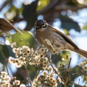 Caligavis chrysops at Gungahlin, ACT - 28 Sep 2016 10:14 AM