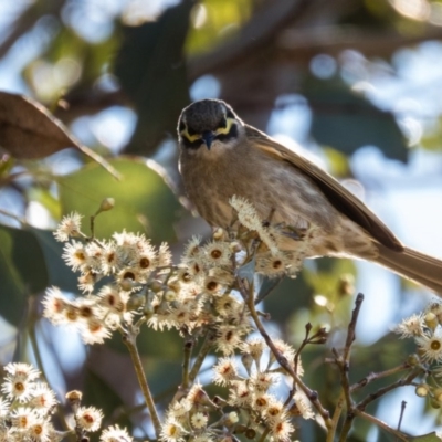 Caligavis chrysops (Yellow-faced Honeyeater) at Mulligans Flat - 28 Sep 2016 by CedricBear