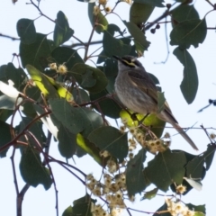 Caligavis chrysops at Gungahlin, ACT - 28 Sep 2016 10:14 AM