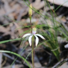 Caladenia ustulata (Brown Caps) at Black Mountain - 28 Sep 2016 by petersan