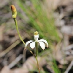 Caladenia ustulata at Acton, ACT - suppressed