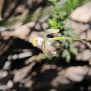 Caladenia ustulata at Acton, ACT - 28 Sep 2016