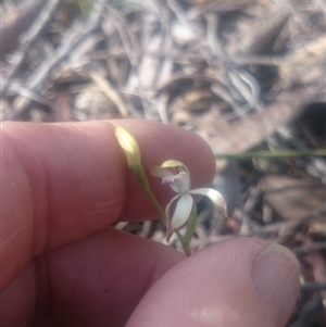 Caladenia ustulata at Point 3506 - suppressed