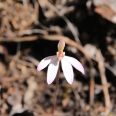 Caladenia carnea (Pink Fingers) at Acton, ACT - 28 Sep 2016 by petersan