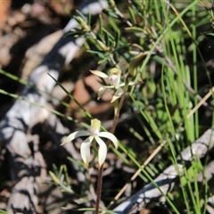 Caladenia carnea at Point 5154 - suppressed