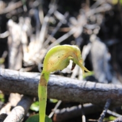 Pterostylis nutans (Nodding Greenhood) at Point 5078 - 28 Sep 2016 by petersan