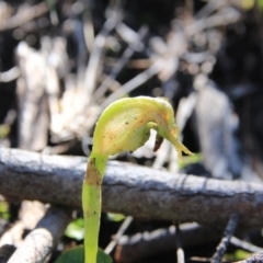 Pterostylis nutans (Nodding Greenhood) at Black Mountain - 28 Sep 2016 by petersan