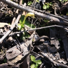 Pterostylis nutans at Point 5078 - suppressed