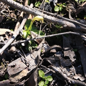 Pterostylis nutans at Point 5078 - 28 Sep 2016