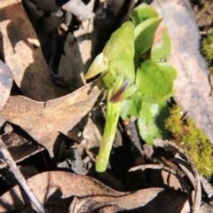 Pterostylis nutans at Undefined Area - suppressed