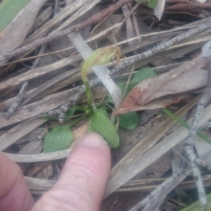 Pterostylis nutans at Canberra Central, ACT - 27 Sep 2016