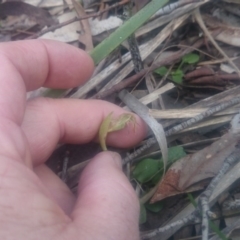 Pterostylis nutans at Canberra Central, ACT - 27 Sep 2016