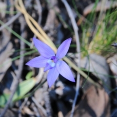 Glossodia major (Wax Lip Orchid) at Black Mountain - 28 Sep 2016 by petersan