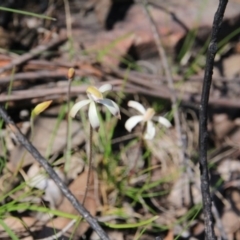 Caladenia ustulata (Brown Caps) at Point 5154 - 28 Sep 2016 by petersan