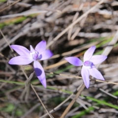 Glossodia major (Wax Lip Orchid) at Canberra Central, ACT - 28 Sep 2016 by petersan