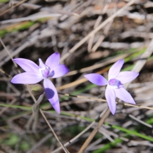 Glossodia major at Canberra Central, ACT - suppressed