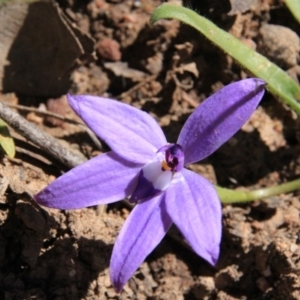 Glossodia major at Canberra Central, ACT - suppressed