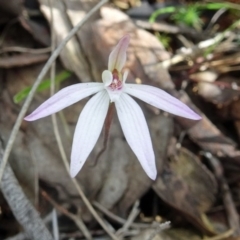 Caladenia fuscata (Dusky Fingers) at Black Mountain - 24 Sep 2016 by galah681