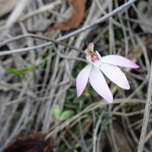 Caladenia fuscata at Point 14 - 24 Sep 2016