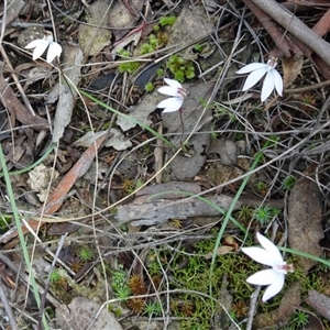 Caladenia fuscata at Point 14 - 24 Sep 2016