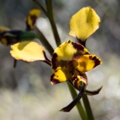 Diuris pardina (Leopard Doubletail) at Sutton, NSW - 28 Sep 2016 by CedricBear