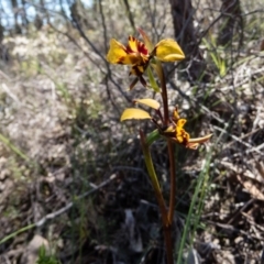 Diuris pardina at Sutton, NSW - 28 Sep 2016