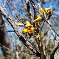 Diuris pardina at Sutton, NSW - 28 Sep 2016