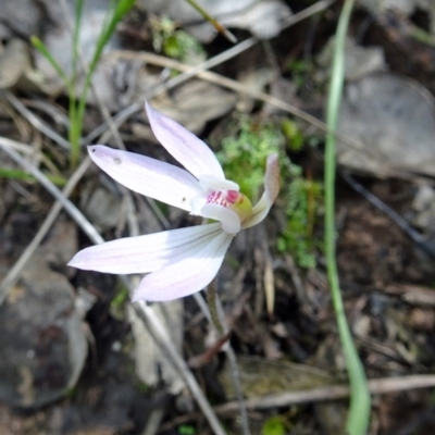 Caladenia fuscata (Dusky Fingers) at Black Mountain - 24 Sep 2016 by galah681