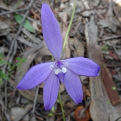 Glossodia major (Wax Lip Orchid) at Black Mountain - 24 Sep 2016 by galah681