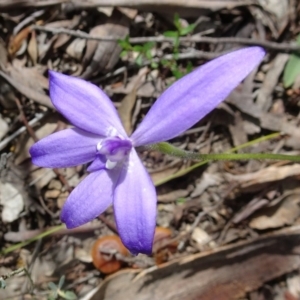 Glossodia major at Canberra Central, ACT - 24 Sep 2016