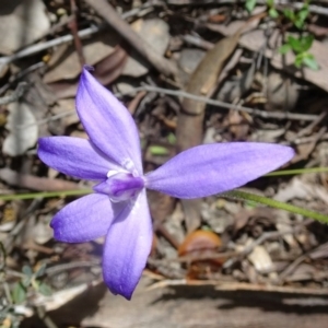 Glossodia major at Canberra Central, ACT - 24 Sep 2016