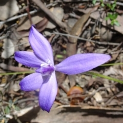 Glossodia major at Canberra Central, ACT - 24 Sep 2016