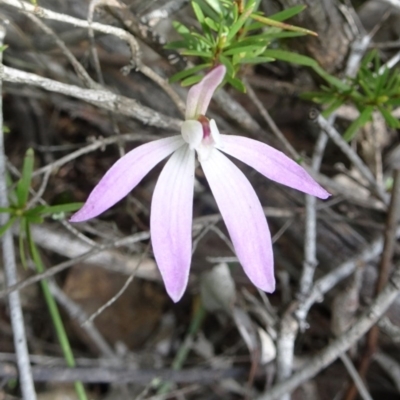 Caladenia fuscata (Dusky Fingers) at Canberra Central, ACT - 24 Sep 2016 by galah681
