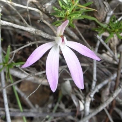 Caladenia fuscata (Dusky Fingers) at Black Mountain - 24 Sep 2016 by galah681