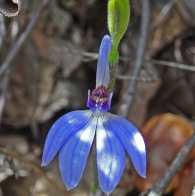 Cyanicula caerulea (Blue Fingers, Blue Fairies) at Black Mountain - 24 Sep 2016 by galah681